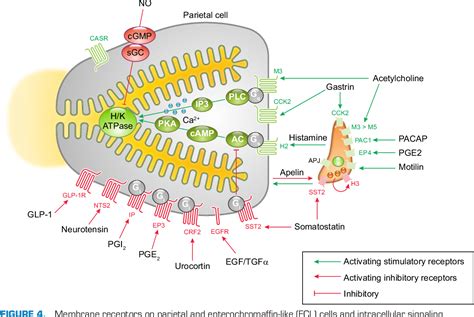 The Physiology of the Gastric Parietal Cell | Semantic Scholar