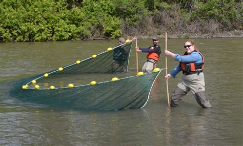 Juvenile salmon migration timing responds unpredictably to climate ...