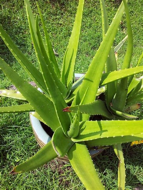 Let there be light! How much sunlight does an Aloe Vera Plant Need?