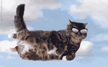 Flying Cat GIF - Flying Cat - Discover & Share GIFs