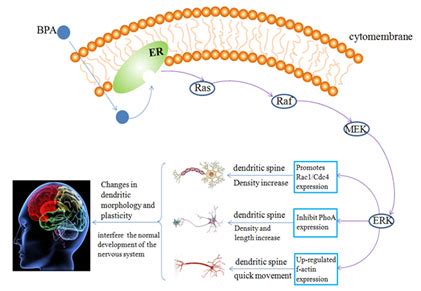 An Updated Review on Harmful Effects of Bisphenol A on Human Nervous ...