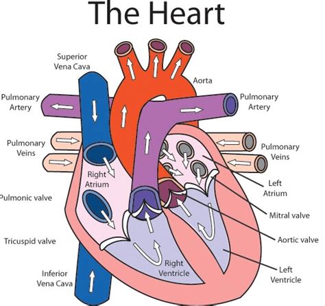 explain the function of the heart with the suitabke diagram - askIITians