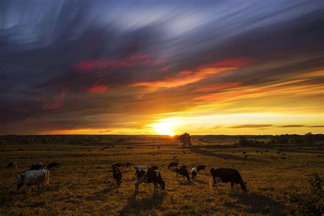 “Sunset Grazers” Cows grazing during the sunset....