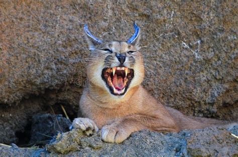 Caracal Baring Teeth stock photo. Image of predator, prey - 44818860