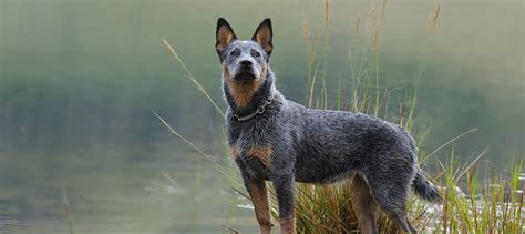 Blue Heeler Newborn Puppies