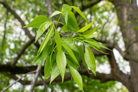 Brown Spots On Ash Tree Leaves