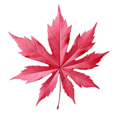 AI generated Japanese maple leaf clip art 34968631 PNG