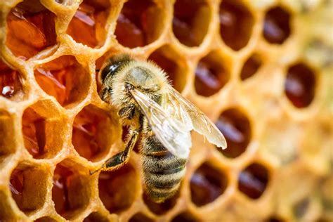 Beekeeping Books For Your Bookshelf - PerfectBee