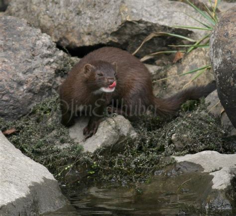 American Mink Archives - Window to Wildlife - Photography by Jim Edlhuber