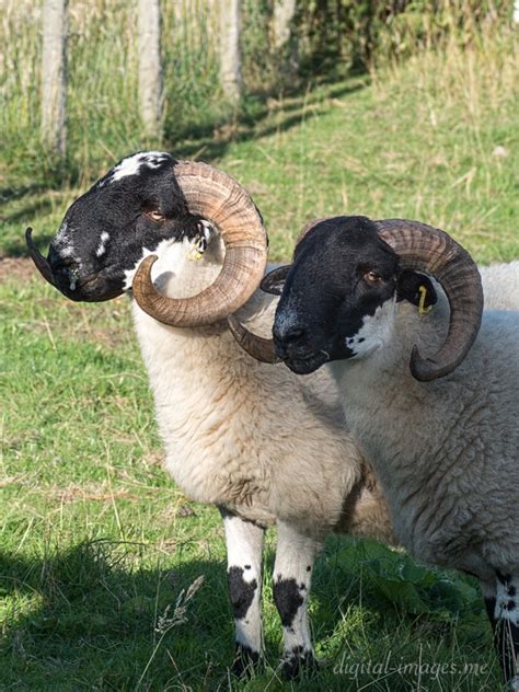 Scottish Blackface Sheep Archives - Digital Images