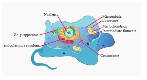 Microfilaments Diagram