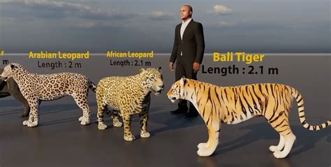 Tiger Vs Leopard Size