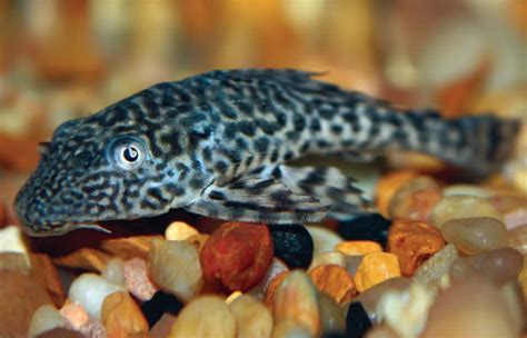 Plecostomus / Pleco Fish Care | Facts, Food & More | Petco