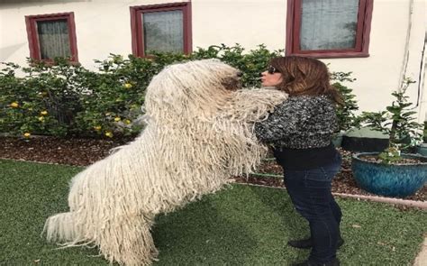 Bergamasco Sheepdog Temperament and Personality - Child Friendly and Balanced