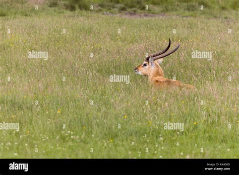 The nile lechwe antelope hi-res stock photography and images - Alamy