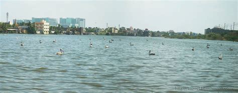 Birding in Chennai - Perungudi Lake (Kanchipuram - Tamil Nadu) | My Travelogue - Indian Travel ...