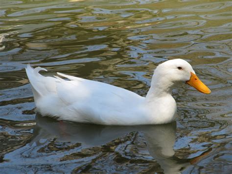 White Duck Swimming Free Stock Photo - Public Domain Pictures