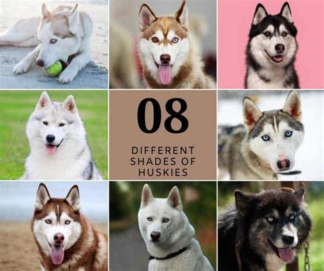 Siberian Husky Colors