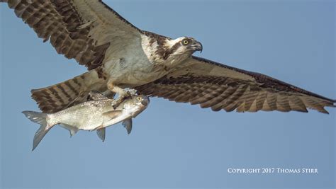 Photographing Osprey Catching Fish - Small Sensor Photography by Thomas ...