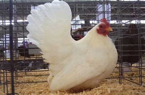 White Japanese Bantam Chickens for Sale | Cackle Hatchery