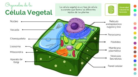 Cual Es La Estructura De La Celula Vegetal - Consejos Celulares