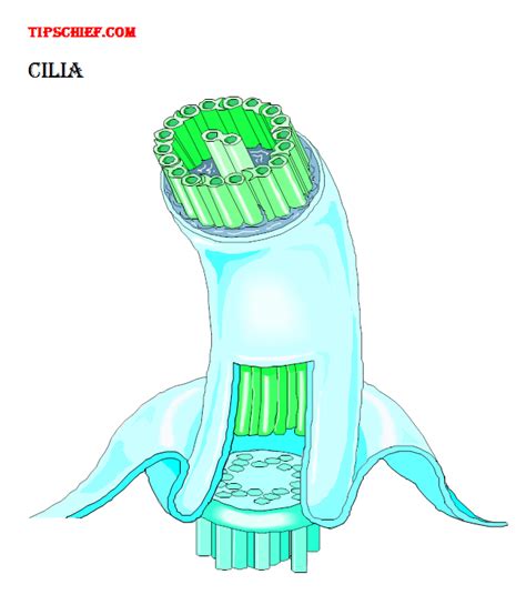 diagram of cilia of biology images