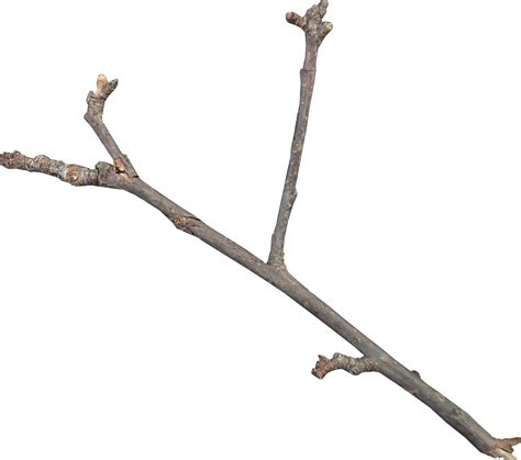 Twig Download Icon - Diagonal Y-shaped twigs png download - 2709*2400 ...