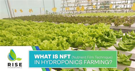 What Is NFT System (Nutrient Film Technique) In Hydroponics Farming?