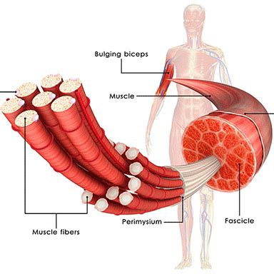 Muscle spasm or cramps: Types, Causes, Treatment - Physio Pretoria