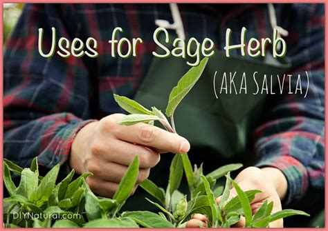 Uses For Sage Herb AKA The Salvia Plant