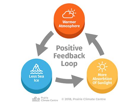 Positive Feedback Loop Examples