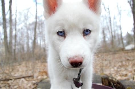 White Siberian Husky Puppies Photo Wallpapers | Images and Photos finder