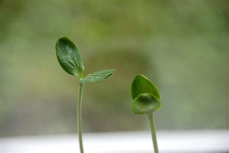 Seed Sprouting Tips - Gardening Channel