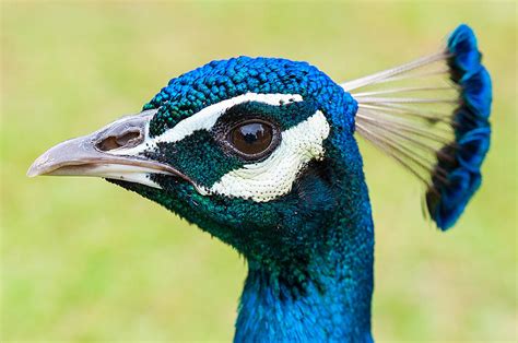 Peacock Head Photograph by Harry Spitz - Pixels