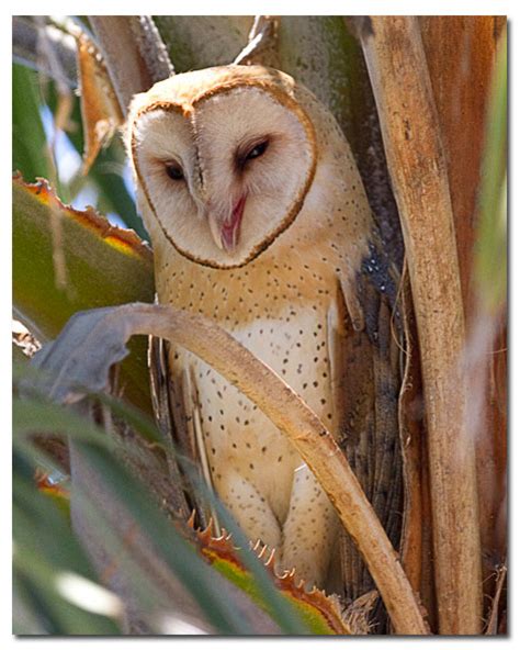 Common Barn Owl - Barn Owl - DesertUSA