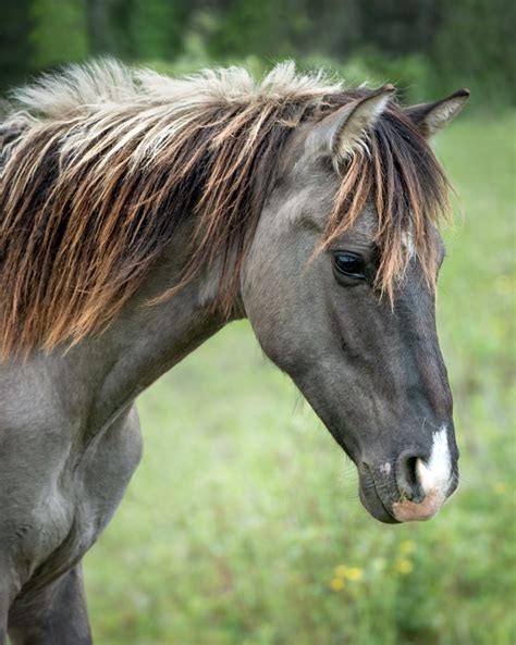 Ojibwe Spirit Horses — Know Indigenous History