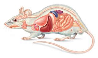 Anatomi, Morfologi dan Klasifikasi Mencit (Mus musculus) - Generasi Biologi