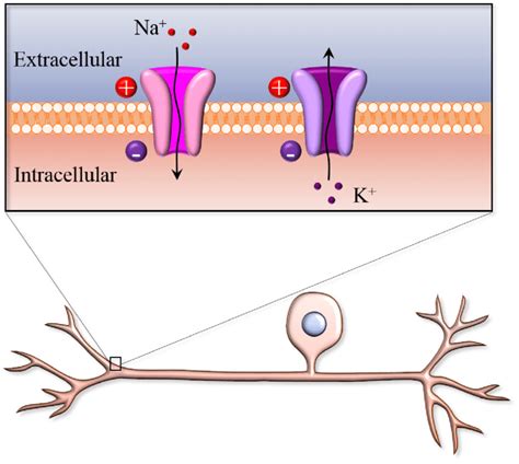 A schematic of a neuronal membrane. The membrane consists of a lipid ...