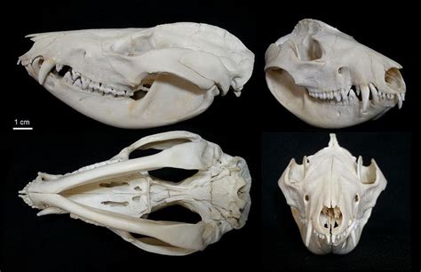 Crâne d'Opossum de Virginie / Virginia Opossum Skull (Didelphis virginiana) | Animal bones ...