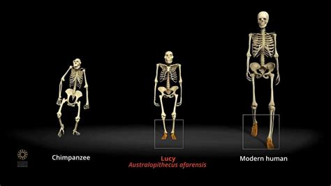 Resultado de imagen de ARDI VS LUCY | California academy of sciences, Academy of sciences, Early ...