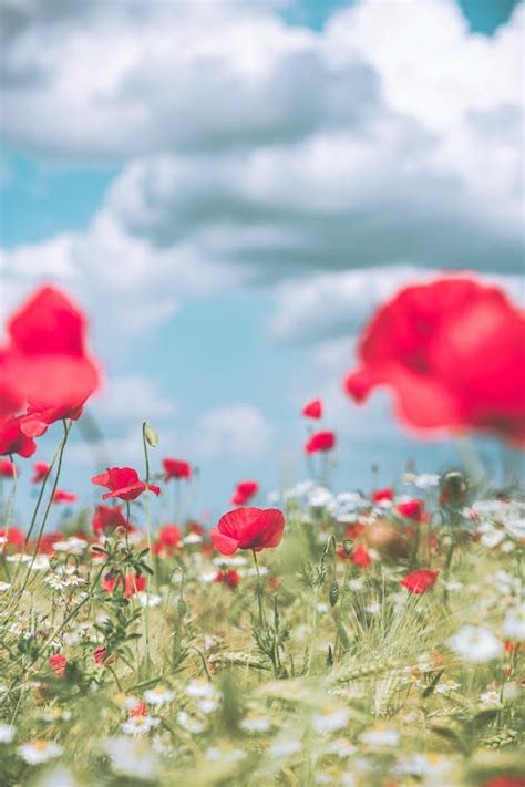 Red Common Poppy Flower Field Under the Cloudy Sky · Free Stock Photo