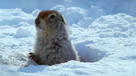 How an Arctic Squirrel Survives Winter | Wild Alaska | BBC Earth - YouTube