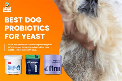 Best Dog Probiotics For Yeast Infection — 2024 Vet Picks - Canine Bible