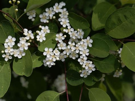 Many-Flowered Cotoneaster Care: How To Grow Cotoneaster Multiflorus