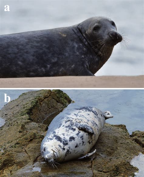 Examples of grey seal colouration. There are individual, age-related ...