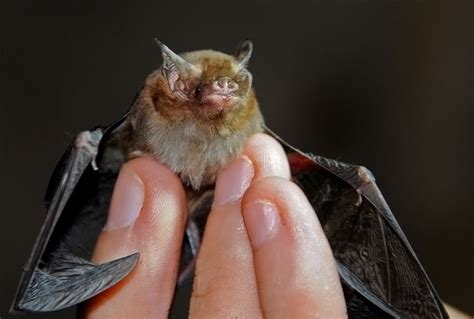 Kitti's hog nosed bat - Alchetron, The Free Social Encyclopedia