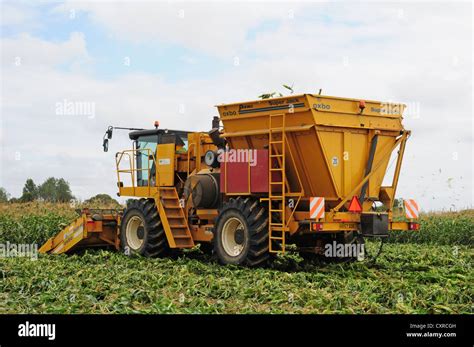 Harvesting sweet corn Stock Photo - Alamy