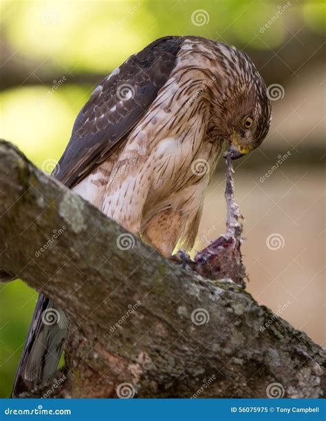 Cooper S Hawk Feeding on Bird Stock Image - Image of raptor, kill: 56075975