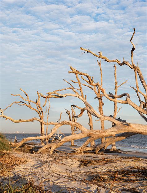 1. Driftwood Beach, Jekyll Island - Atlanta Magazine