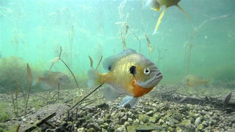 Bluegill Guarding Nests - YouTube